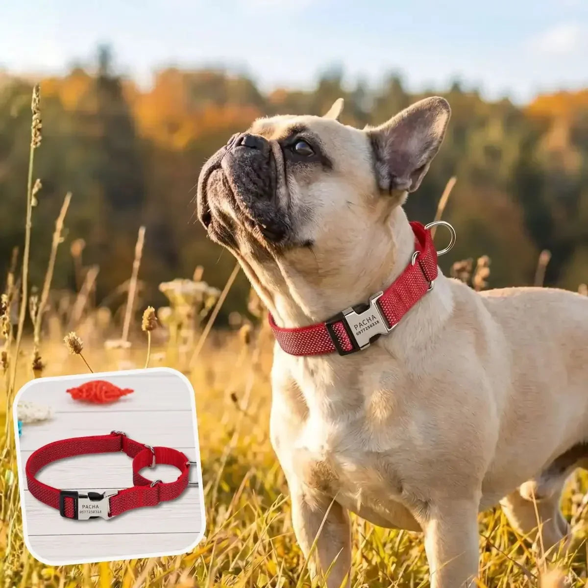 Collier martingale chien personnalisé rouge Orion - Puppy Pacha