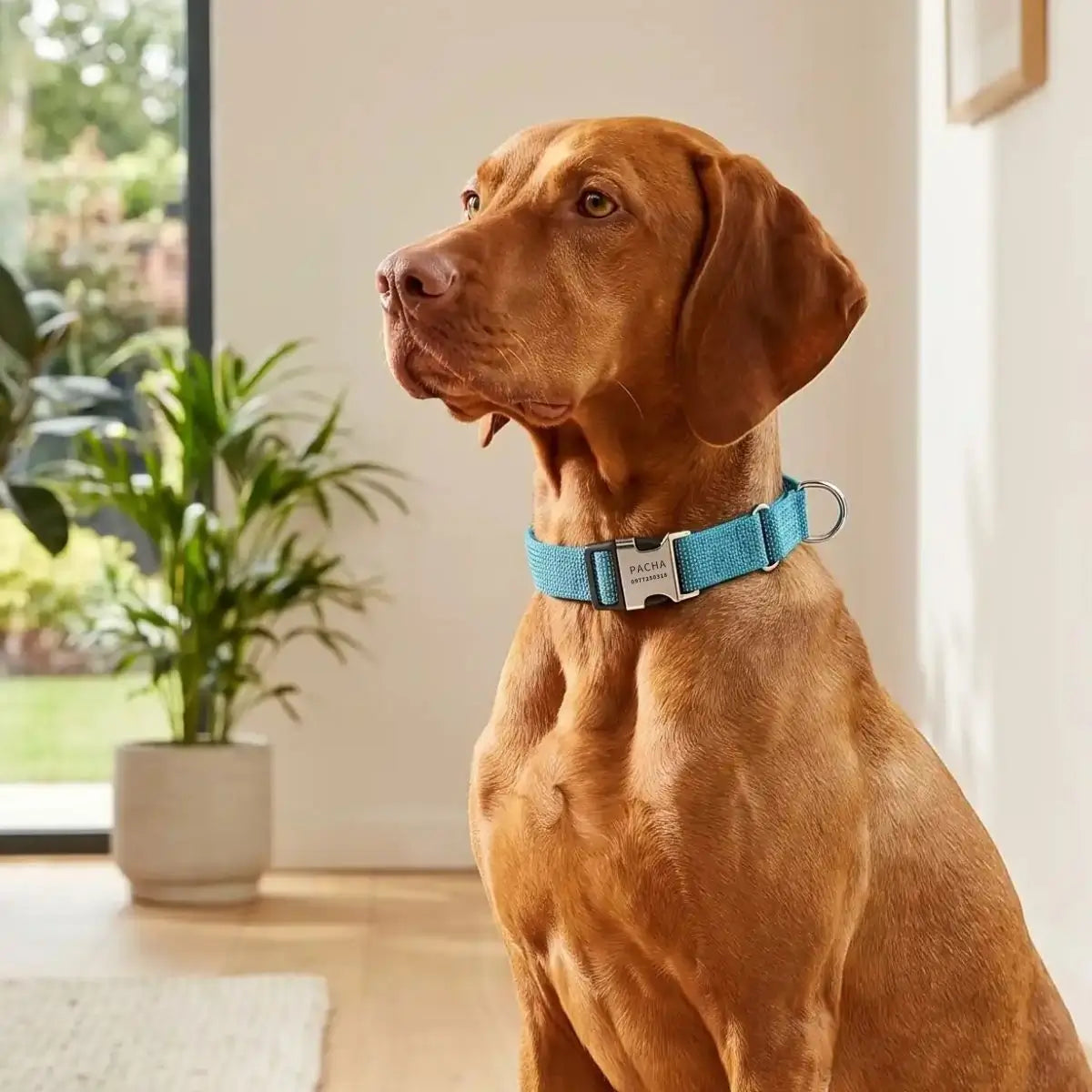 Collier martingale personnalisé pour chien Orion™ - Puppy Pacha