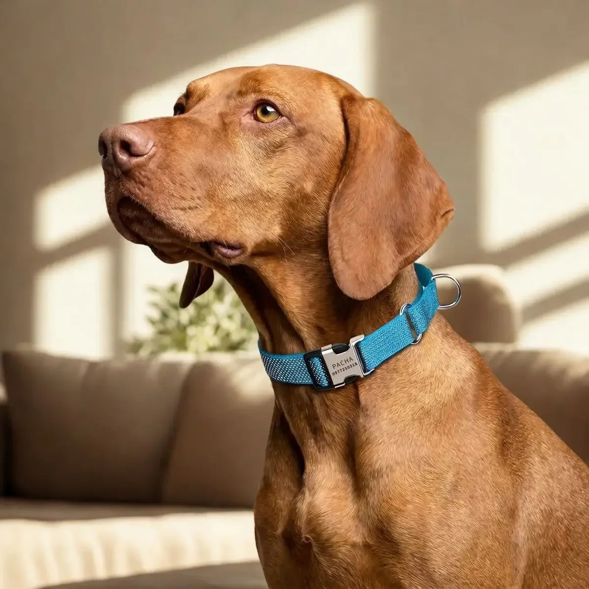 Collier martingale personnalisé pour chien Orion™ - Puppy Pacha