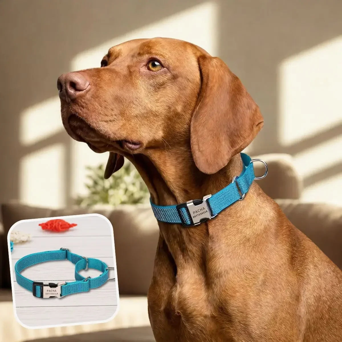 Collier martingale personnalisé bleu turquoise Orion - Puppy Pacha