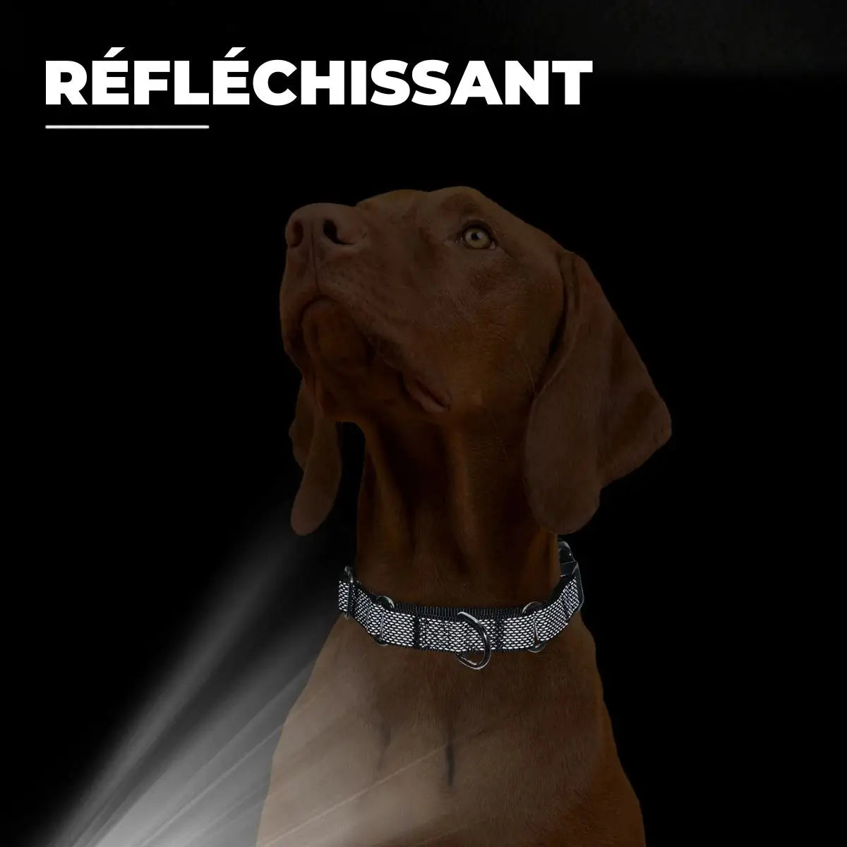 Collier martingale personnalisable et réfléchissant pour chien avec détails réfléchissants sous éclairage