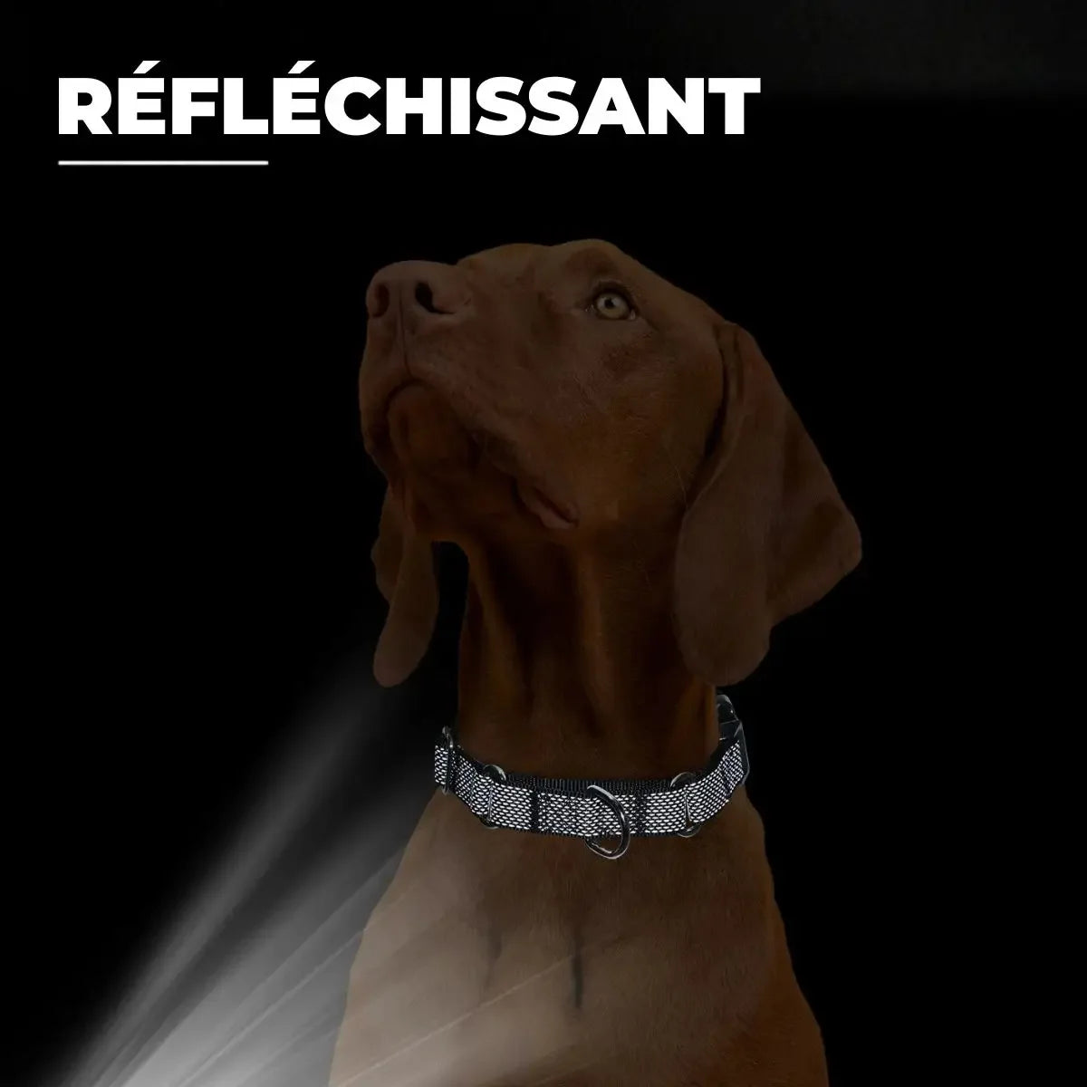 Collier martingale personnalisable et réfléchissant pour chien avec détails réfléchissants sous éclairage