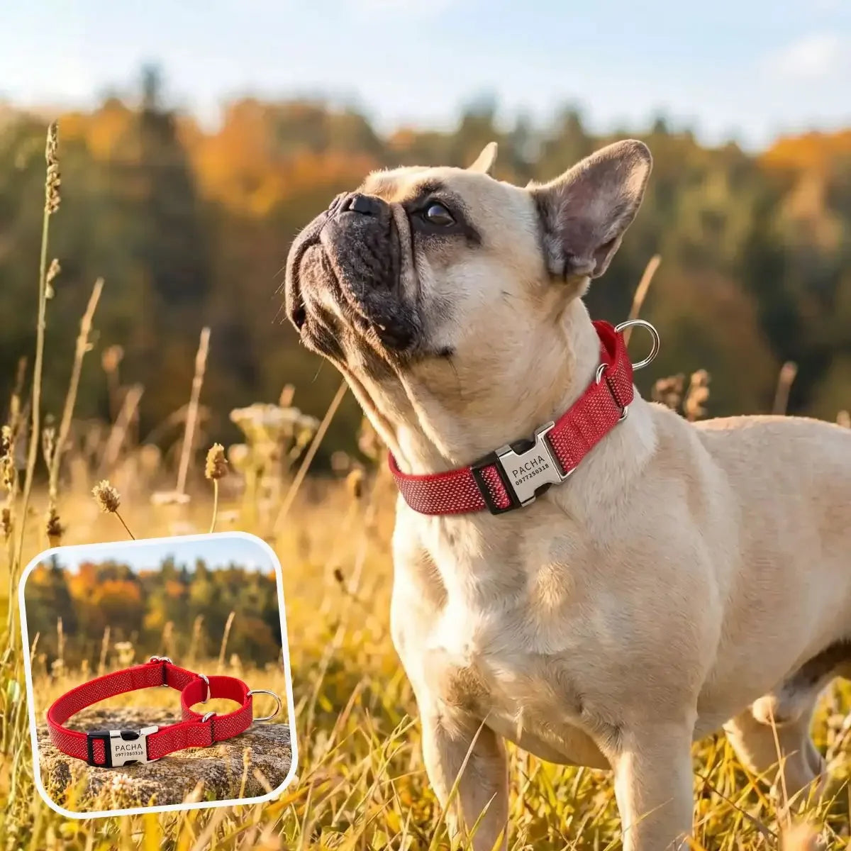 Collier martingale chien personnalisé rouge Orion™ - Puppy Pacha