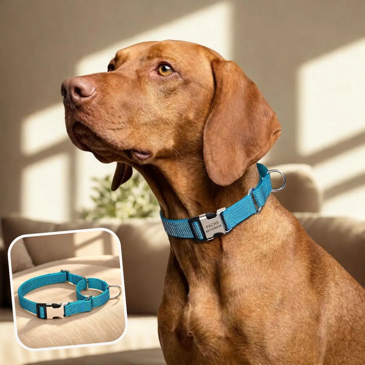 Collier martingale personnalisé bleu turquoise Orion™ - Puppy Pacha