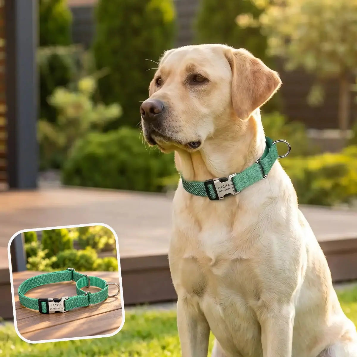 Collier martingale personnalisé vert Orion™ - Puppy Pacha