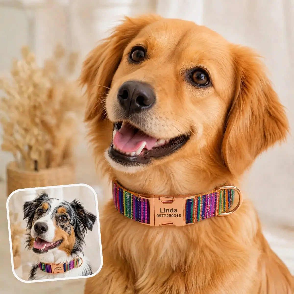 Collier pour chien personnalisé original Kalyoa violet porté par un grand chien et un chien de taille moyenne