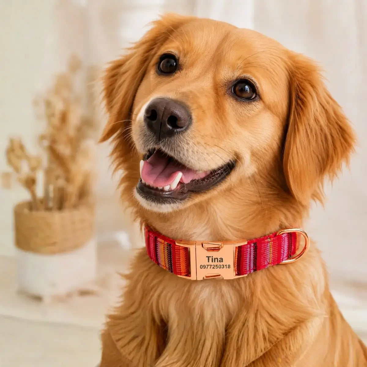 Collier pour chien personnalisé bohème Kalyoa rouge porté par un Golden Retriever