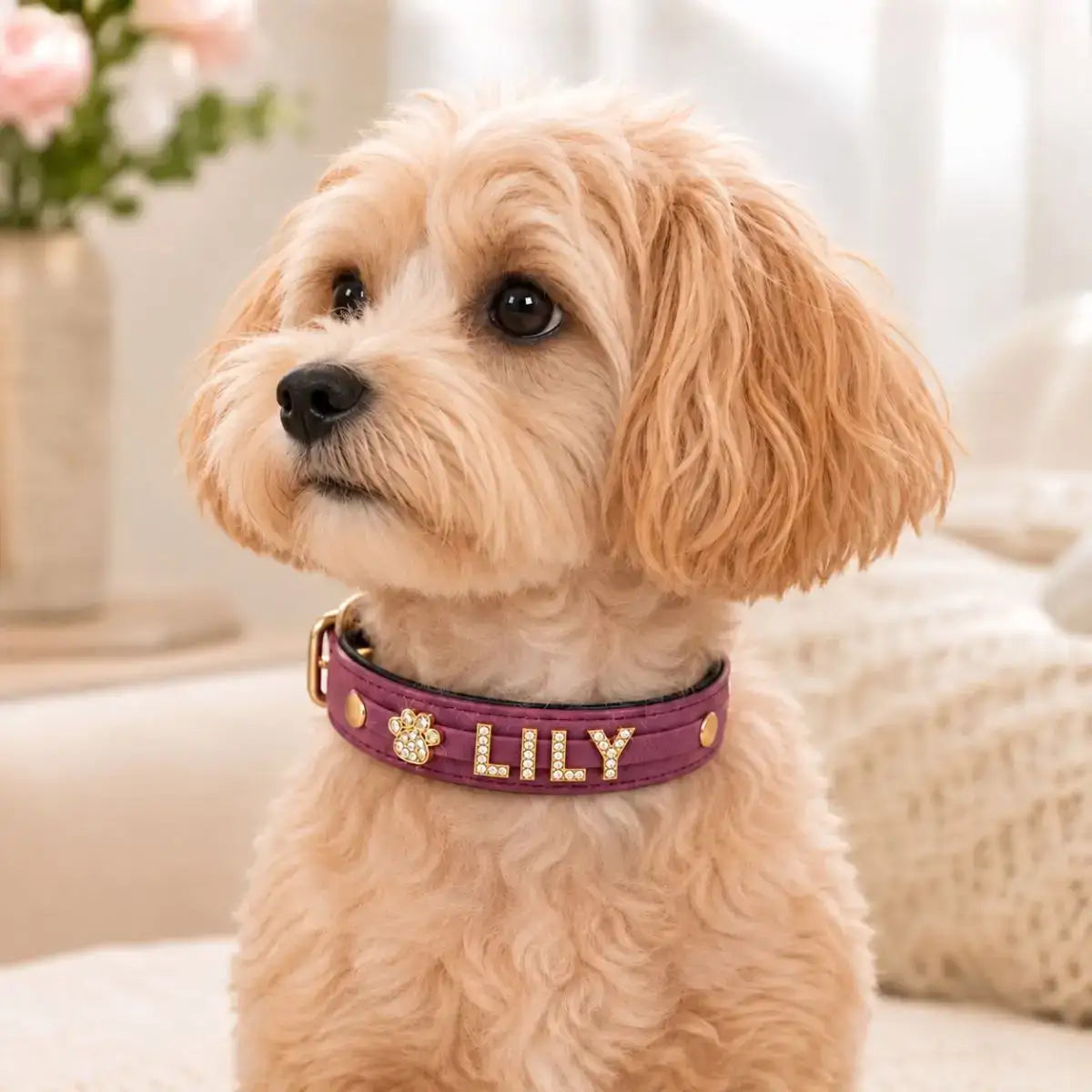 Collier pour chien personnalisé avec charms Bijoya™ prune, prénom LILY et charm patte en strass, porté par un petit chien