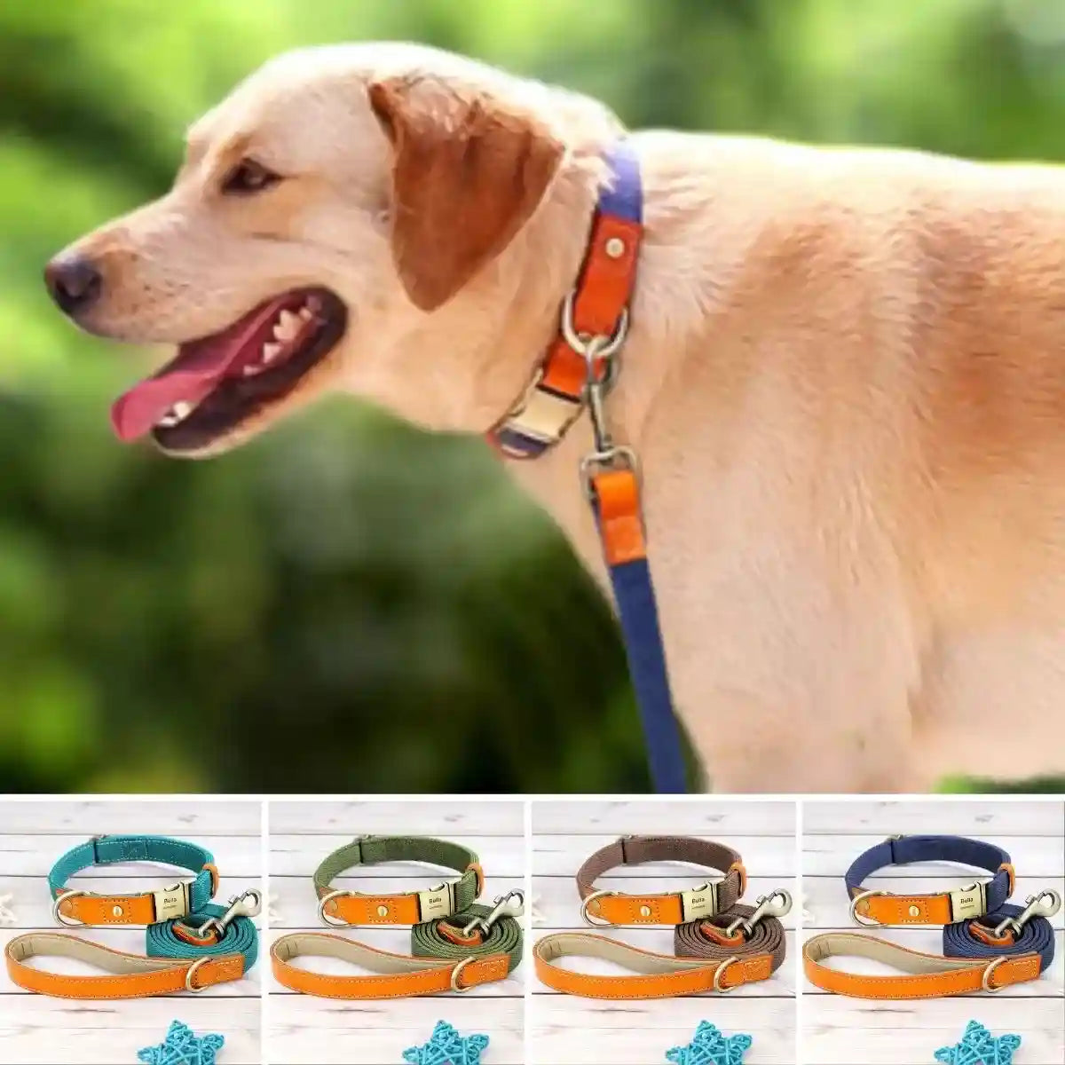 collier pour chien personnalisé couleurs