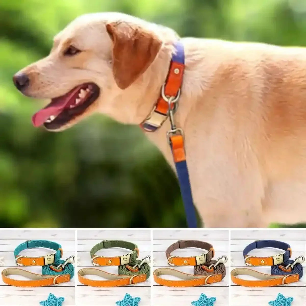 collier pour chien personnalisé couleurs