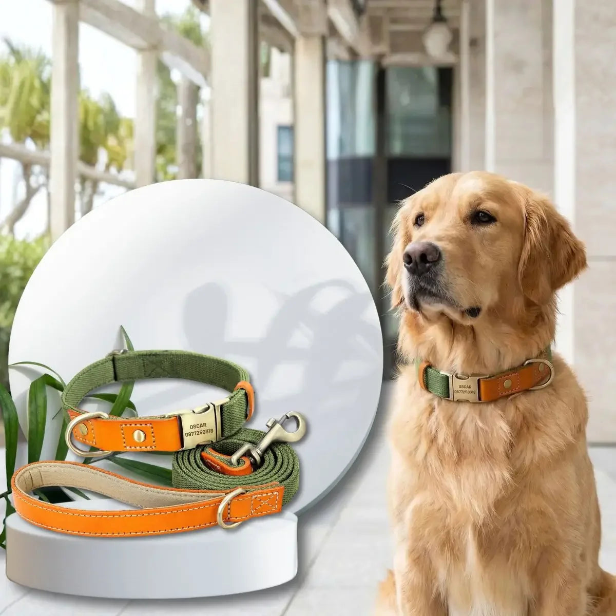 Ensemble collier et laisse pour chien Stylish™ - vert kaki