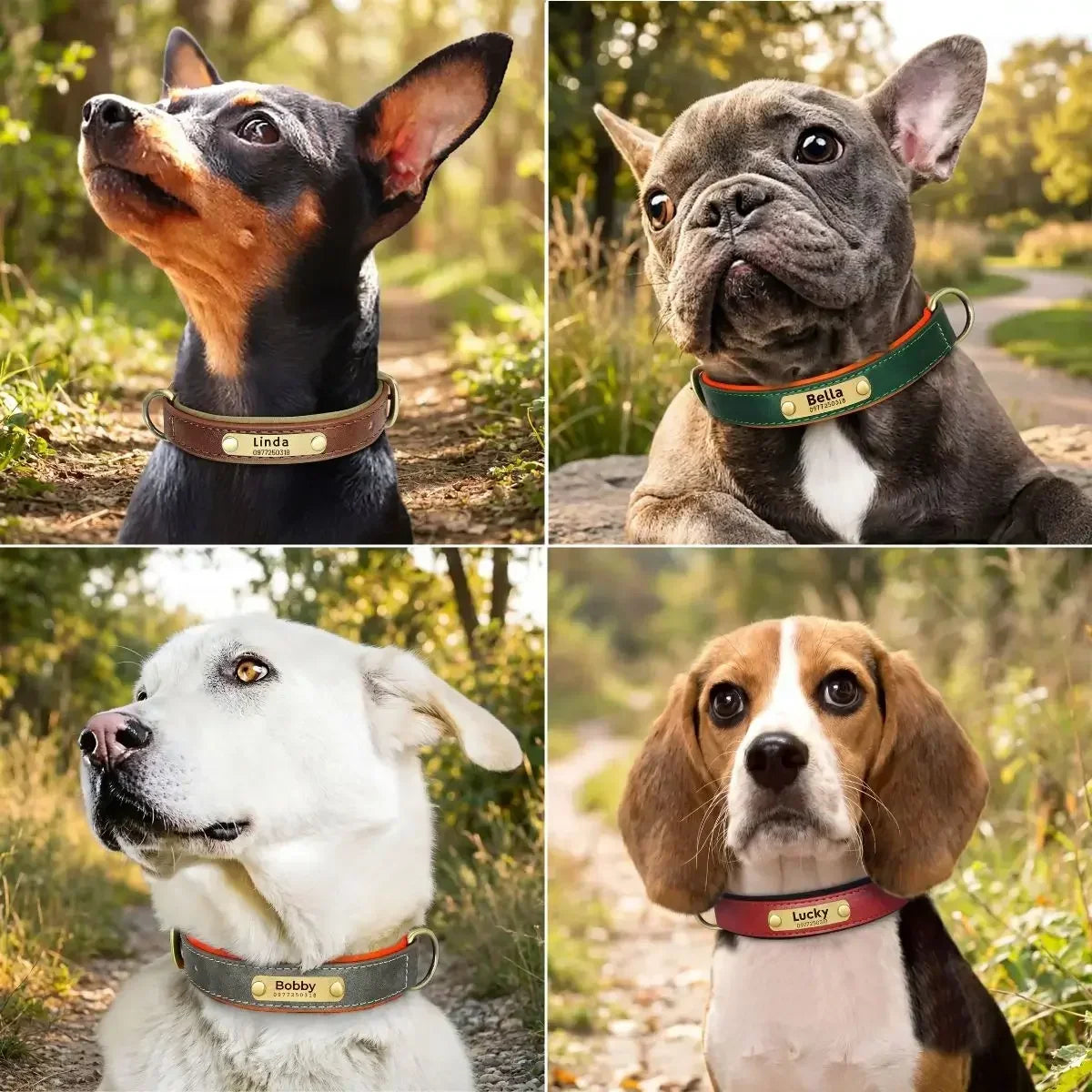 Collier pour chien personnalisé présenté dans quatre coloris sur différentes races et morphologies de chiens