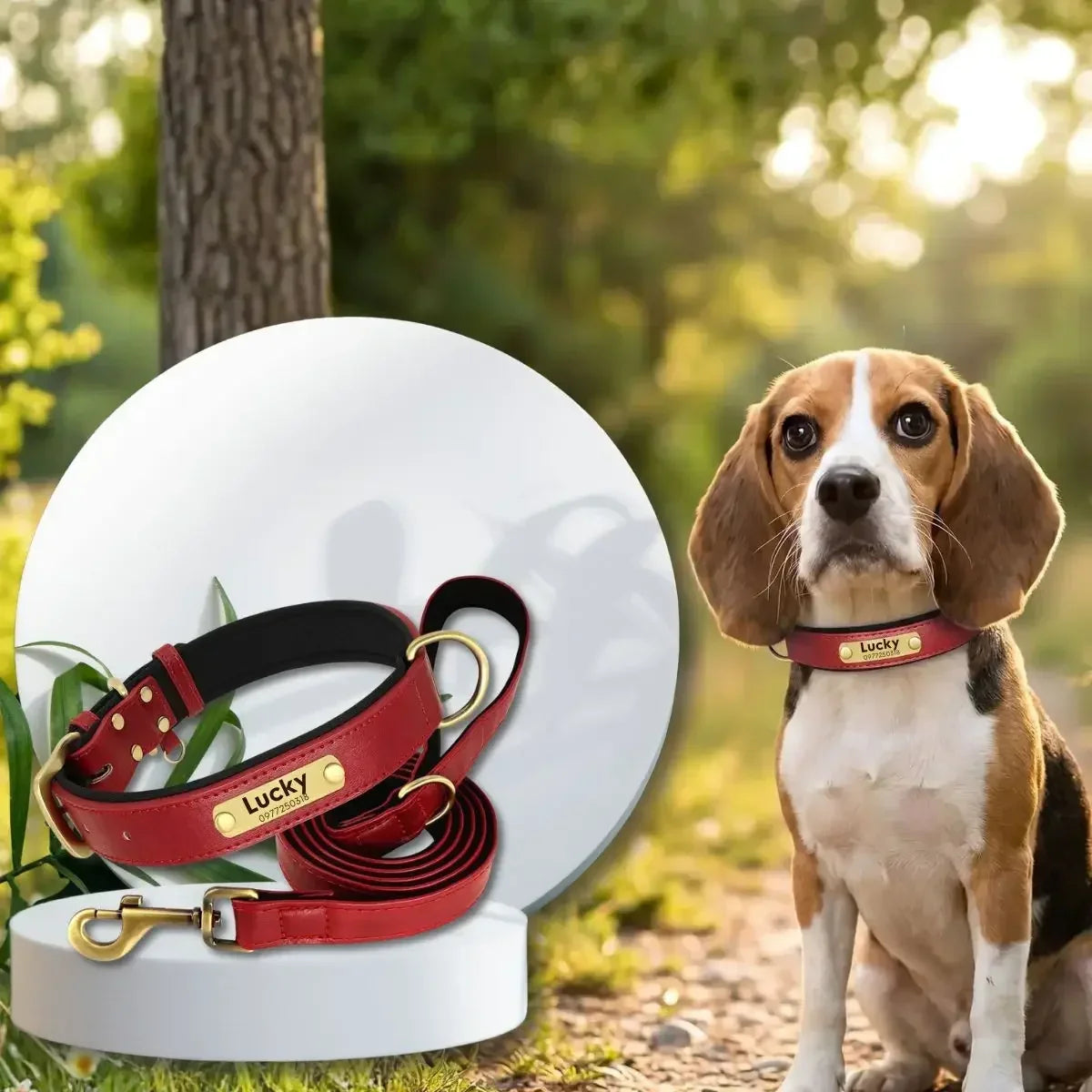 Duo collier pour chien personnalisé et laisse assortie rouge présenté par un beagle