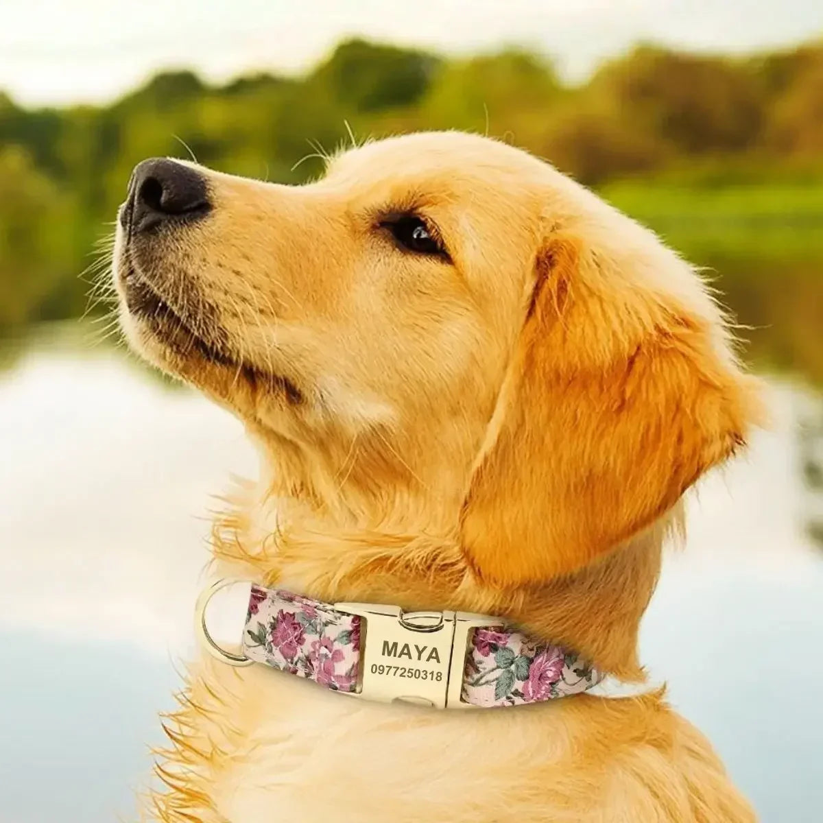 Collier pour chien personnalisé beige à fleurs porté par un chiot Golden Retriever