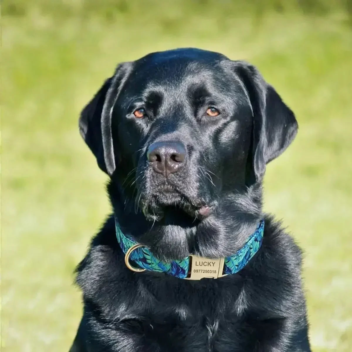 Collier pour chien personnalisé bleu à motif floral porté par un chien noir