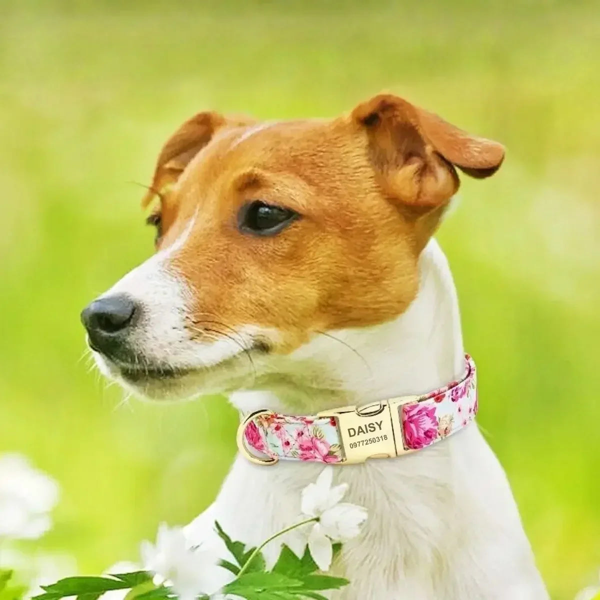 Collier pour chien personnalisé Fiorella™ rose à motif floral porté par un chien