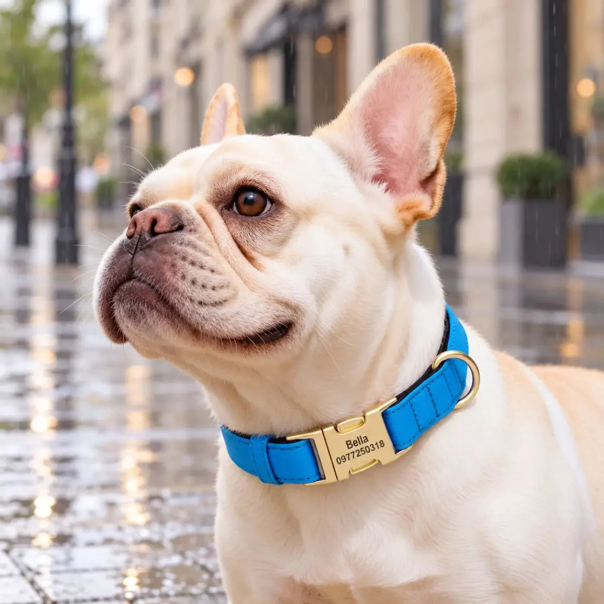 Collier pour chien personnalisé AquaID™ bleu porté en ville, sous la pluie, par un Bouledogue français