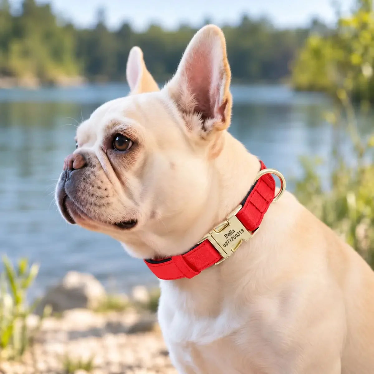 Chien à poil ras portant le collier pour chien personnalisé AquaID™ rouge au bord d’un lac