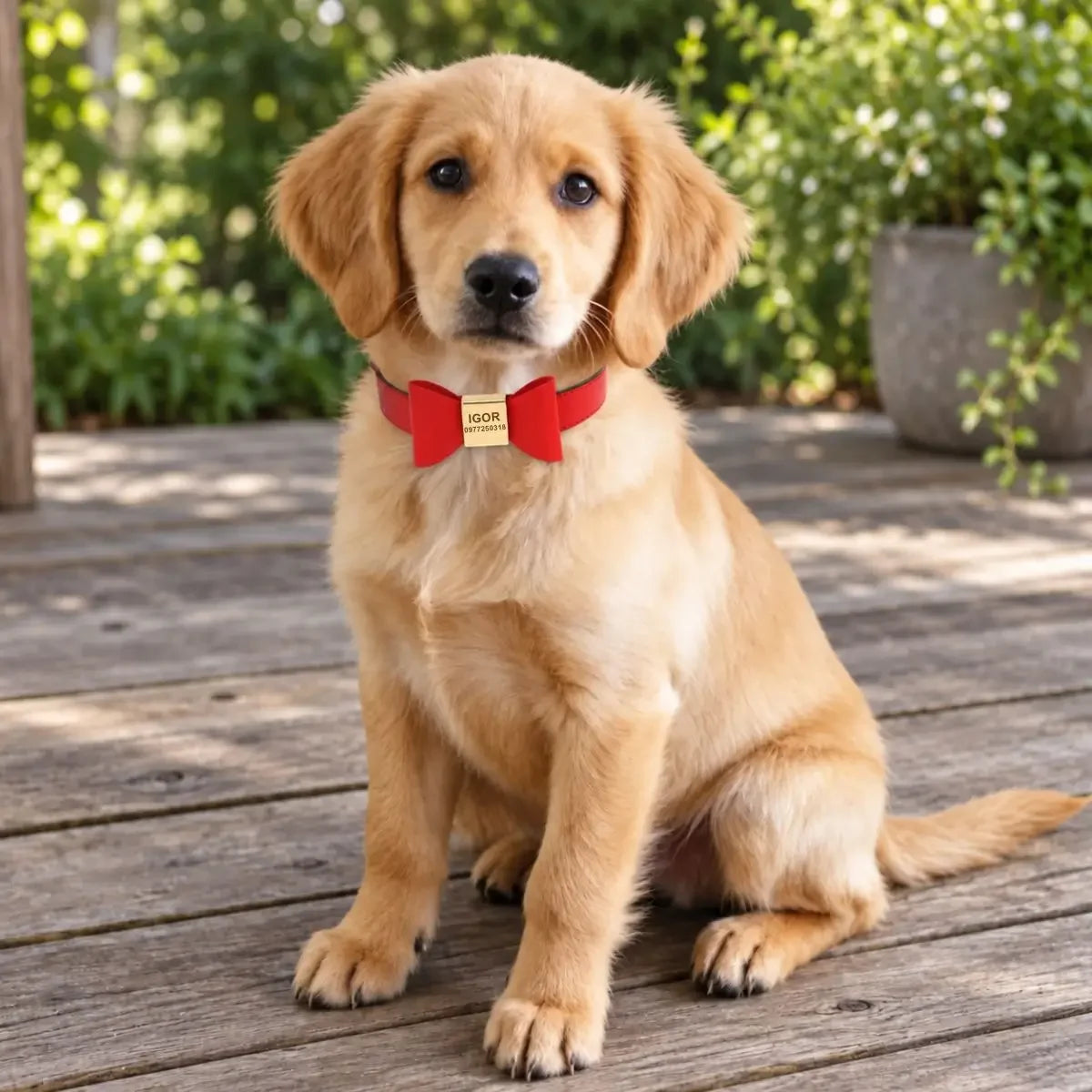 Collier pour chien personnalisé avec nœud papillon PachaPaw™