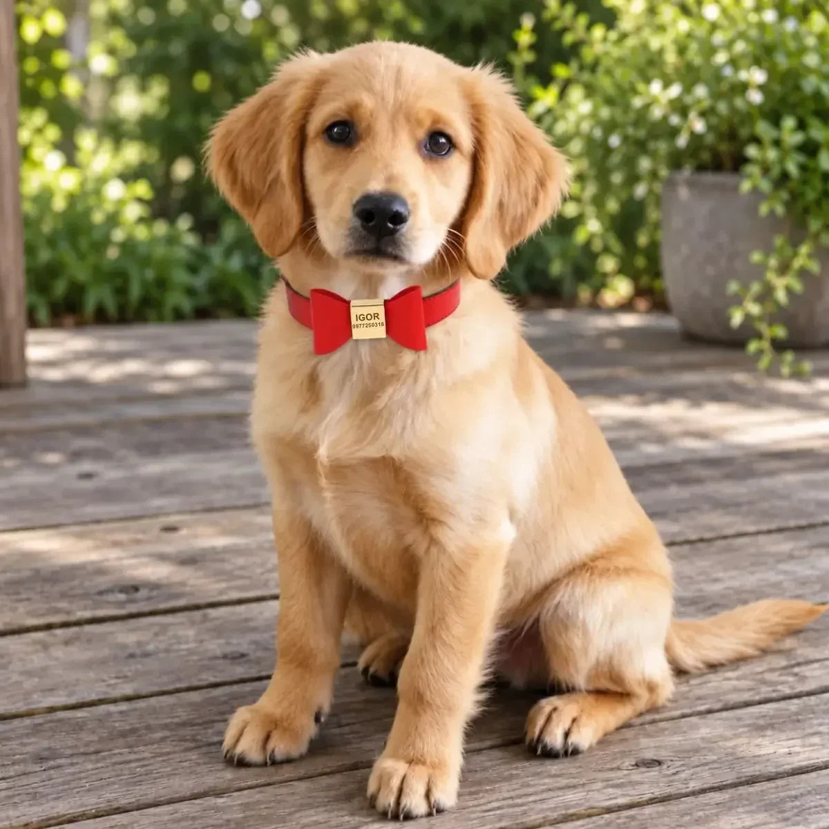 Collier pour chien personnalisé avec nœud papillon PachaPaw™
