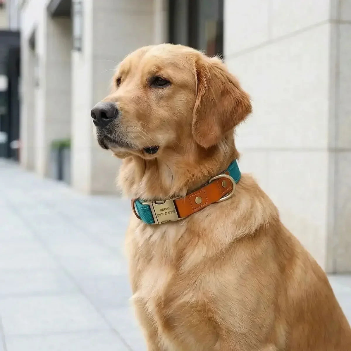 Collier pour chien personnalisé Stylish™ avec empiècements en cuir, porté par un Golden Retriever