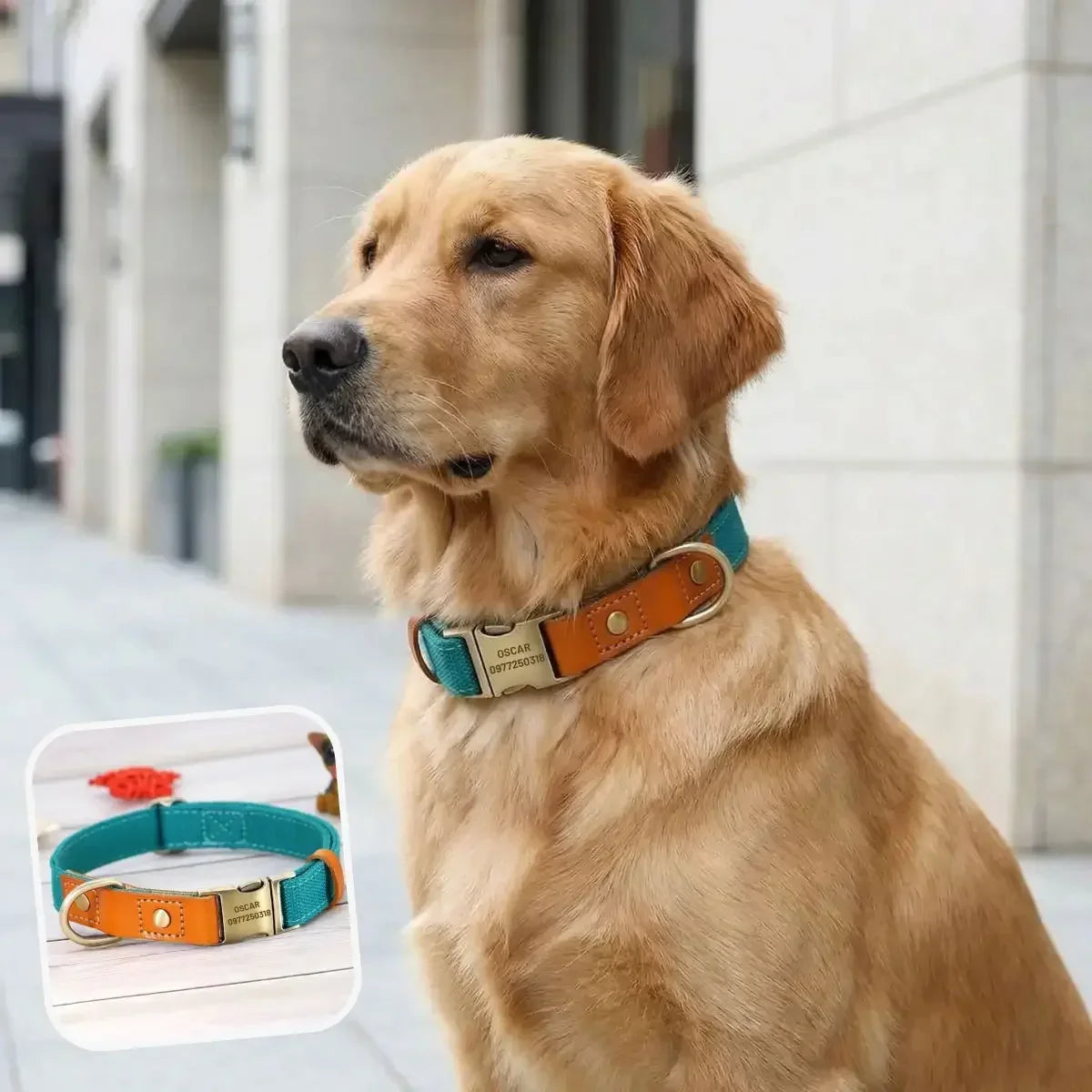 Collier pour chien personnalisé Stylish turquoise