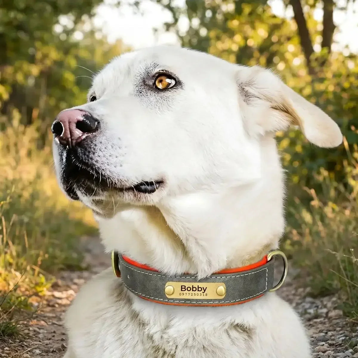 Collier pour chien personnalisé Veïla™ gris moderne pour chien de taille moyenne.