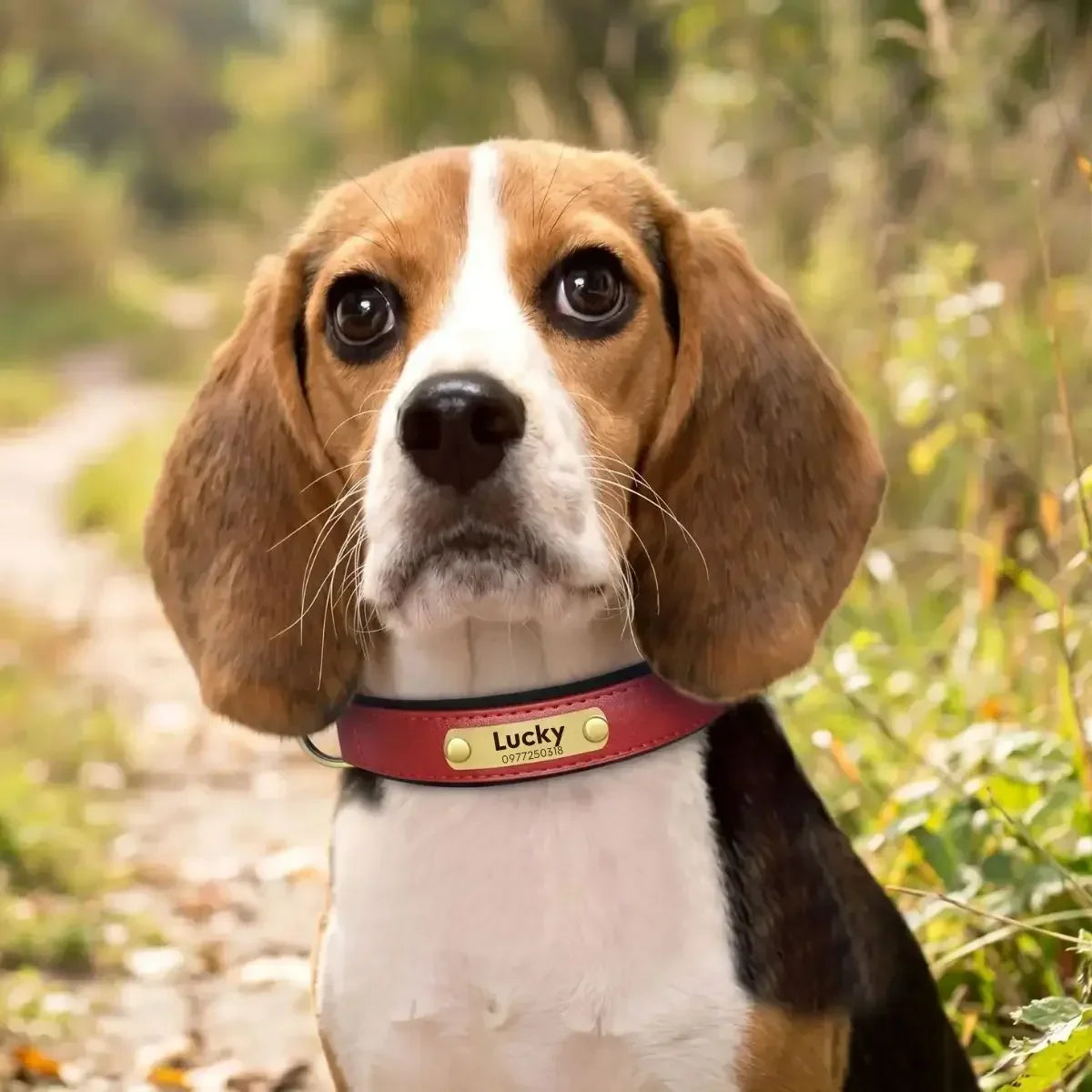 Collier pour chien personnalisé Veïla™ rouge dynamique, design épuré porté par un beagle.