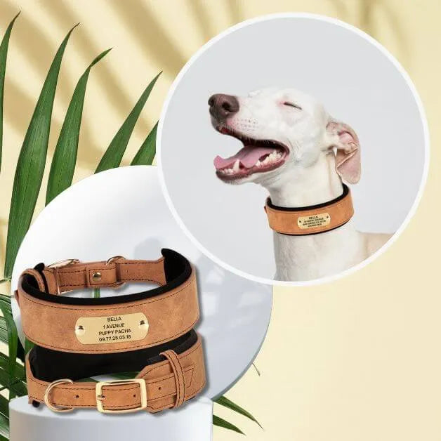 collier-pour-gros-chien-personnalisé-marron