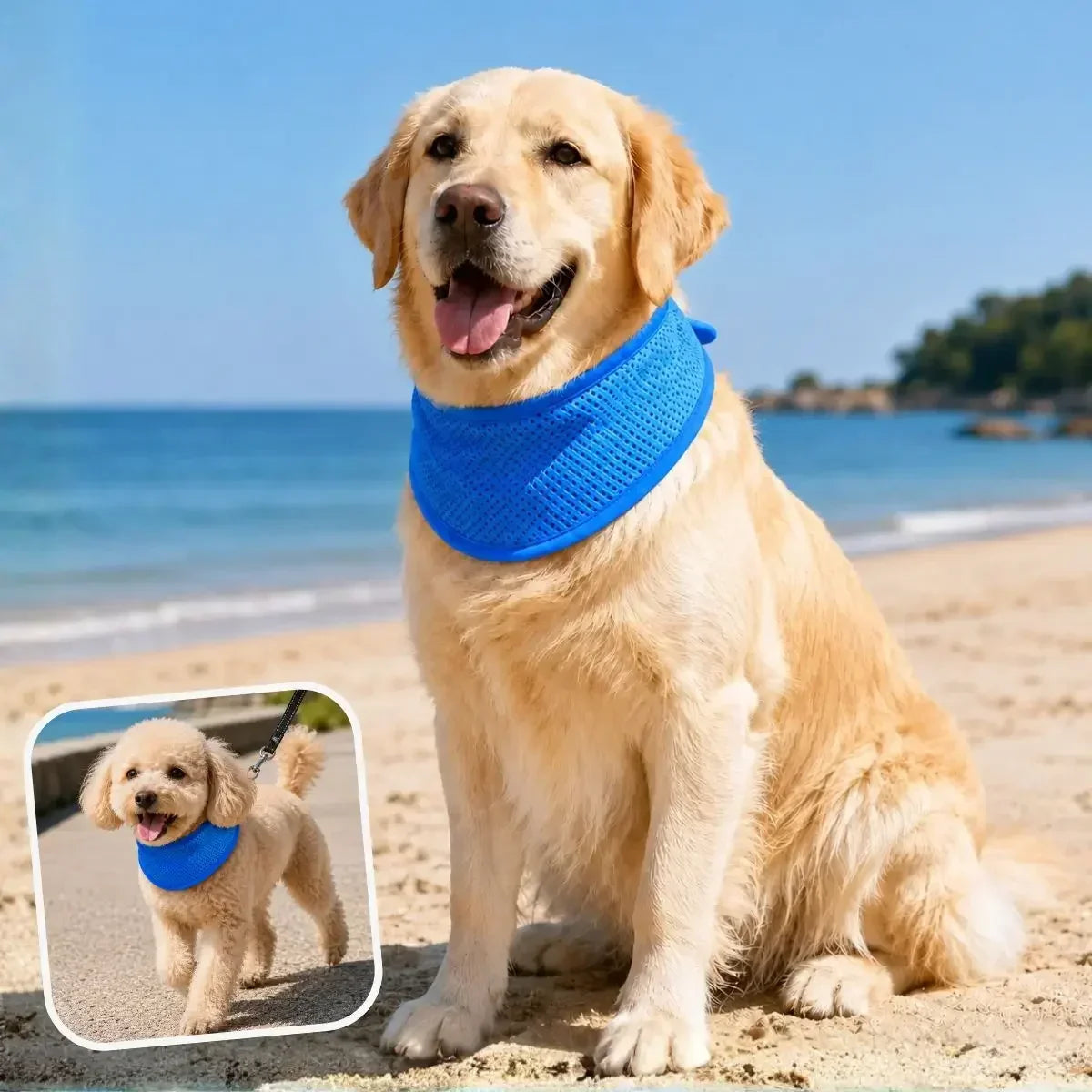 Collier rafraîchissant chien bleu porté par un golden retriever et un caniche en promenade