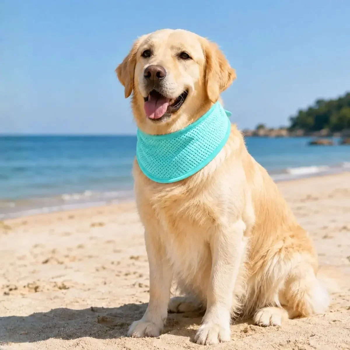 Golden retriever portant le collier rafraîchissant pour chien vert FreshCollar sur une plage