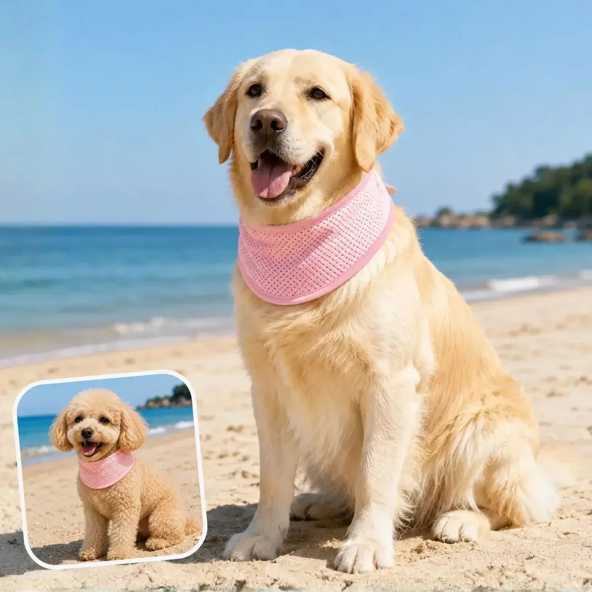 Collier rafraîchissant pour chien rose porté par un golden retriever et un petit chien