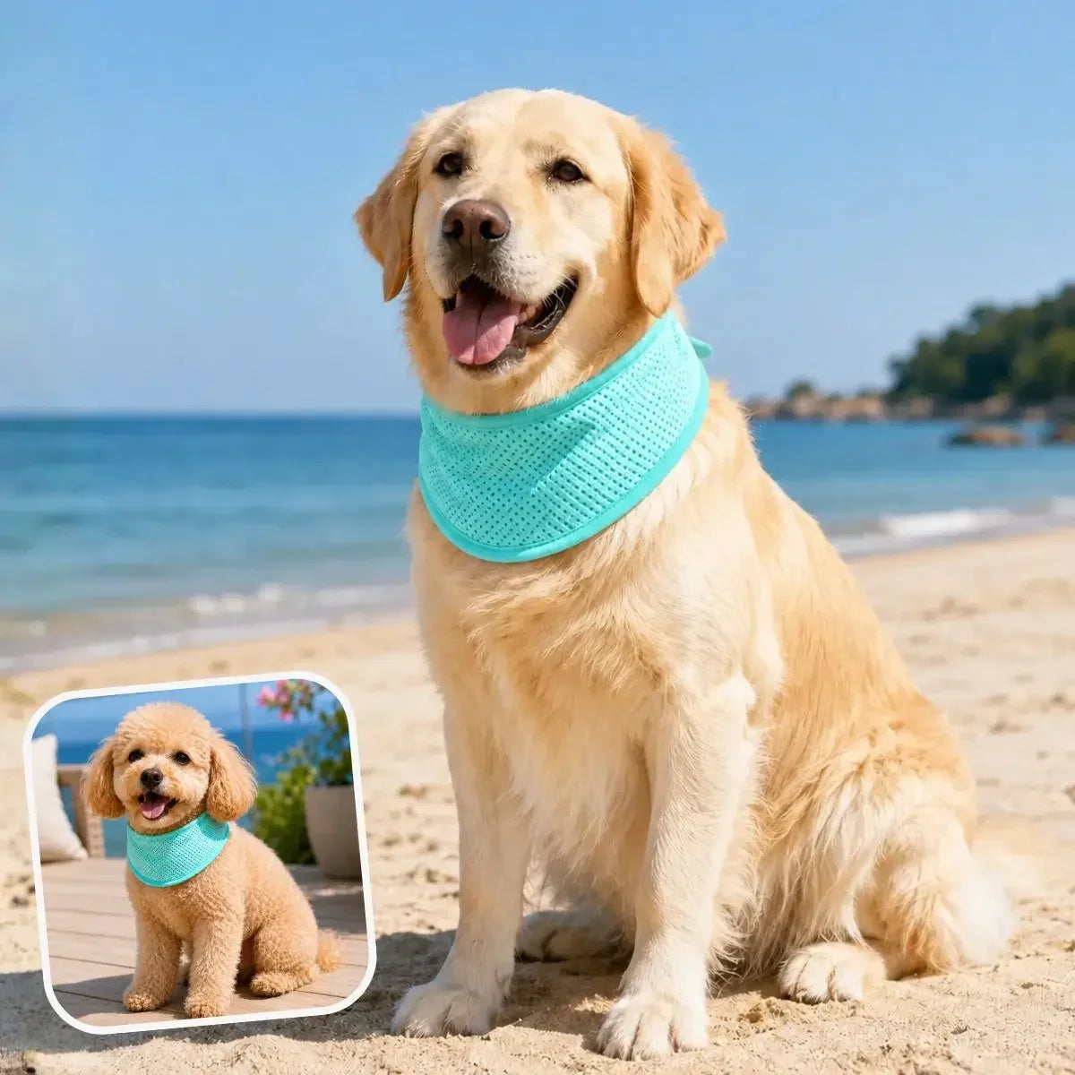 Collier rafraîchissant pour chien vert porté par un grand et un petit chien