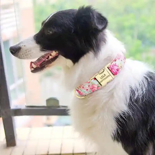collier-chien-personnalisé-rose