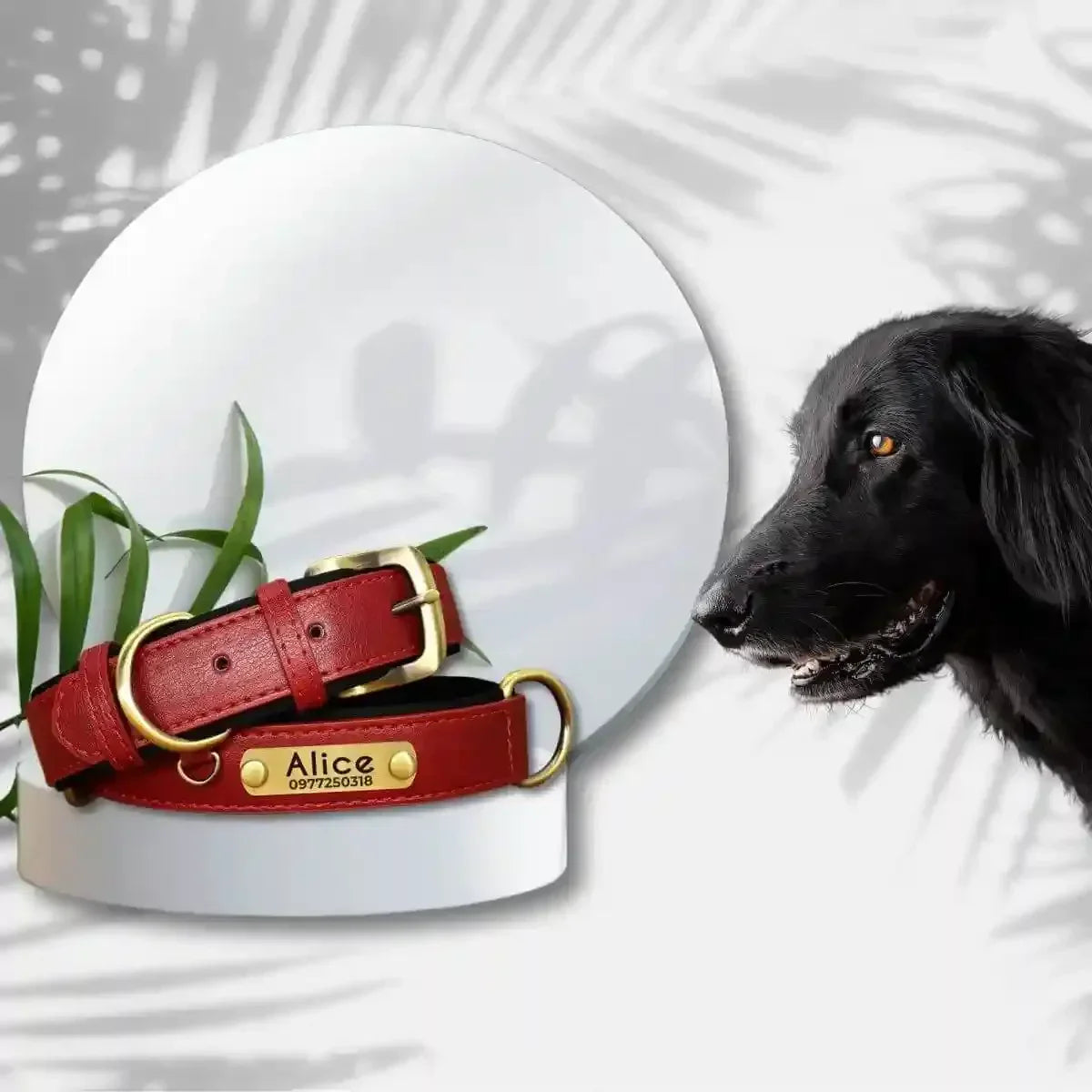 colliers personnalisés pour chiens grand chien