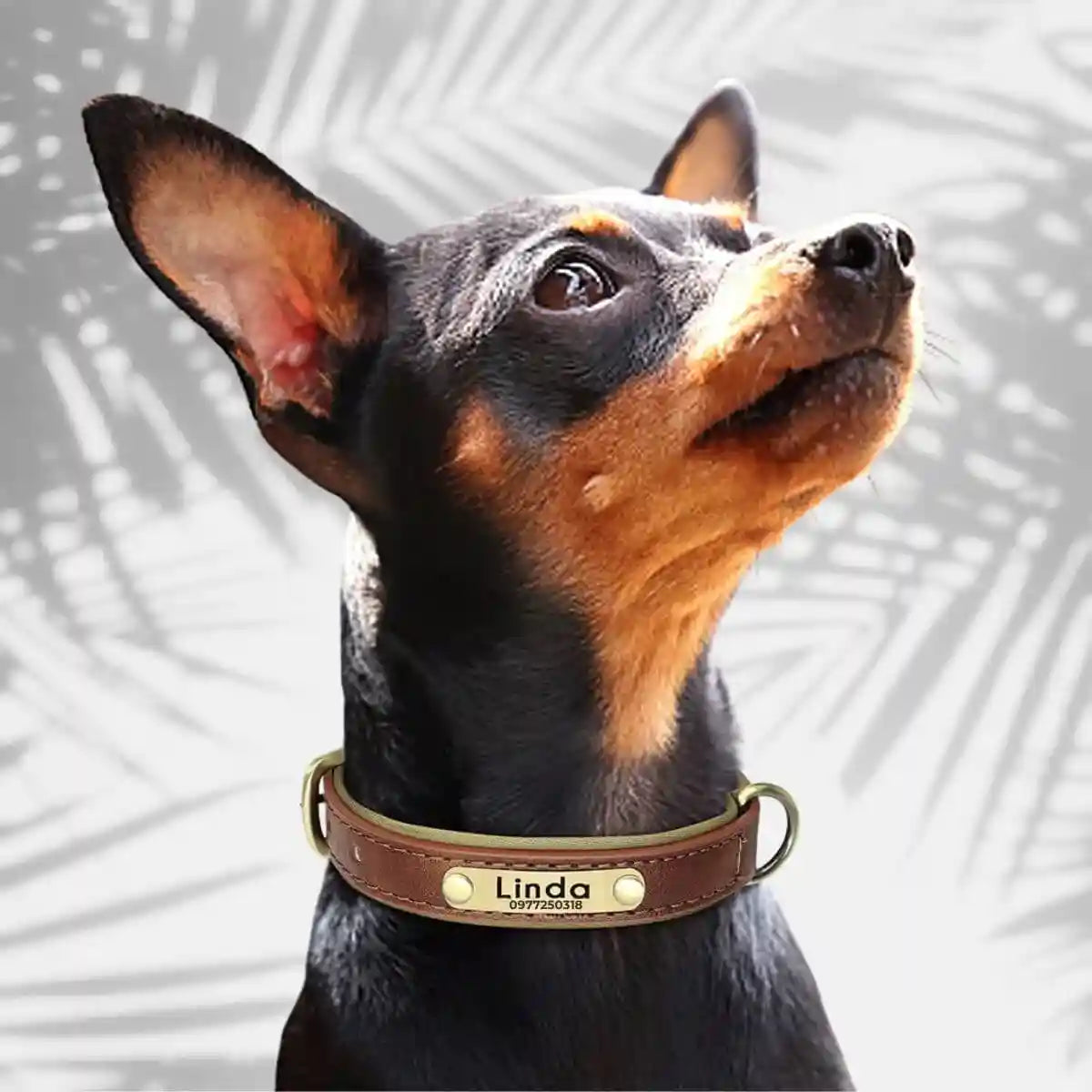 colliers personnalisés pour chiens marron