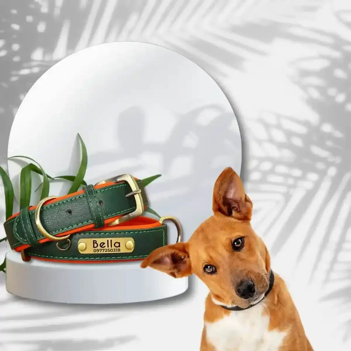 colliers personnalisés pour chiens vert