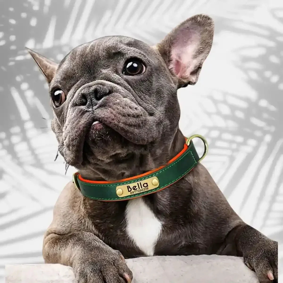 colliers personnalisés pour chiens