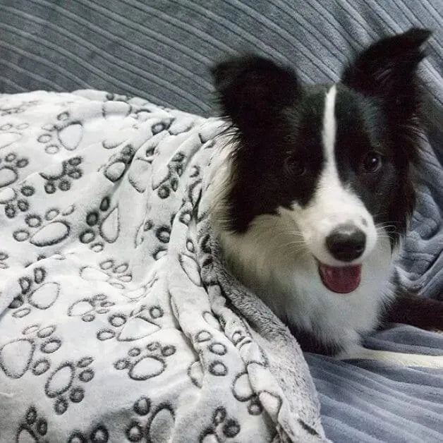 couverture-pour-chien-confort