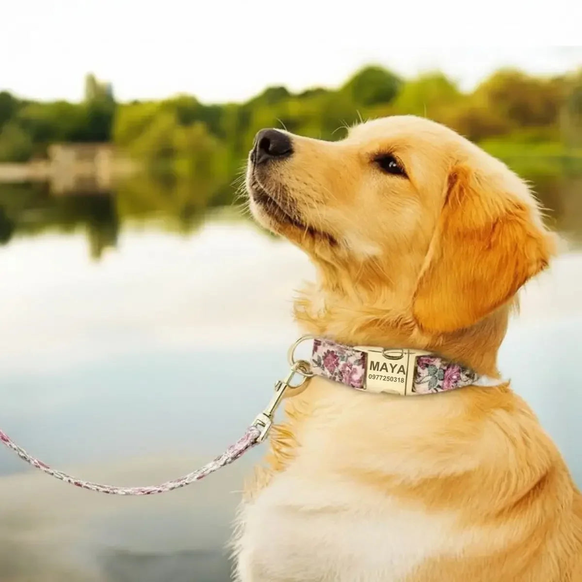 Chiot Golden Retriever portant un collier beige à motif floral avec sa laisse assortie