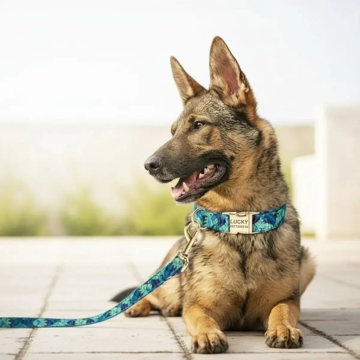 Berger allemand portant un collier personnalisé bleu à motif floral avec sa laisse assortie