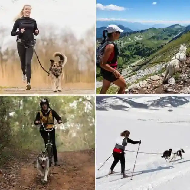 harnais-canicross-traction