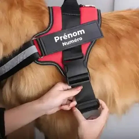 harnais chien personnalisé, gros plan sur attache de sécurité