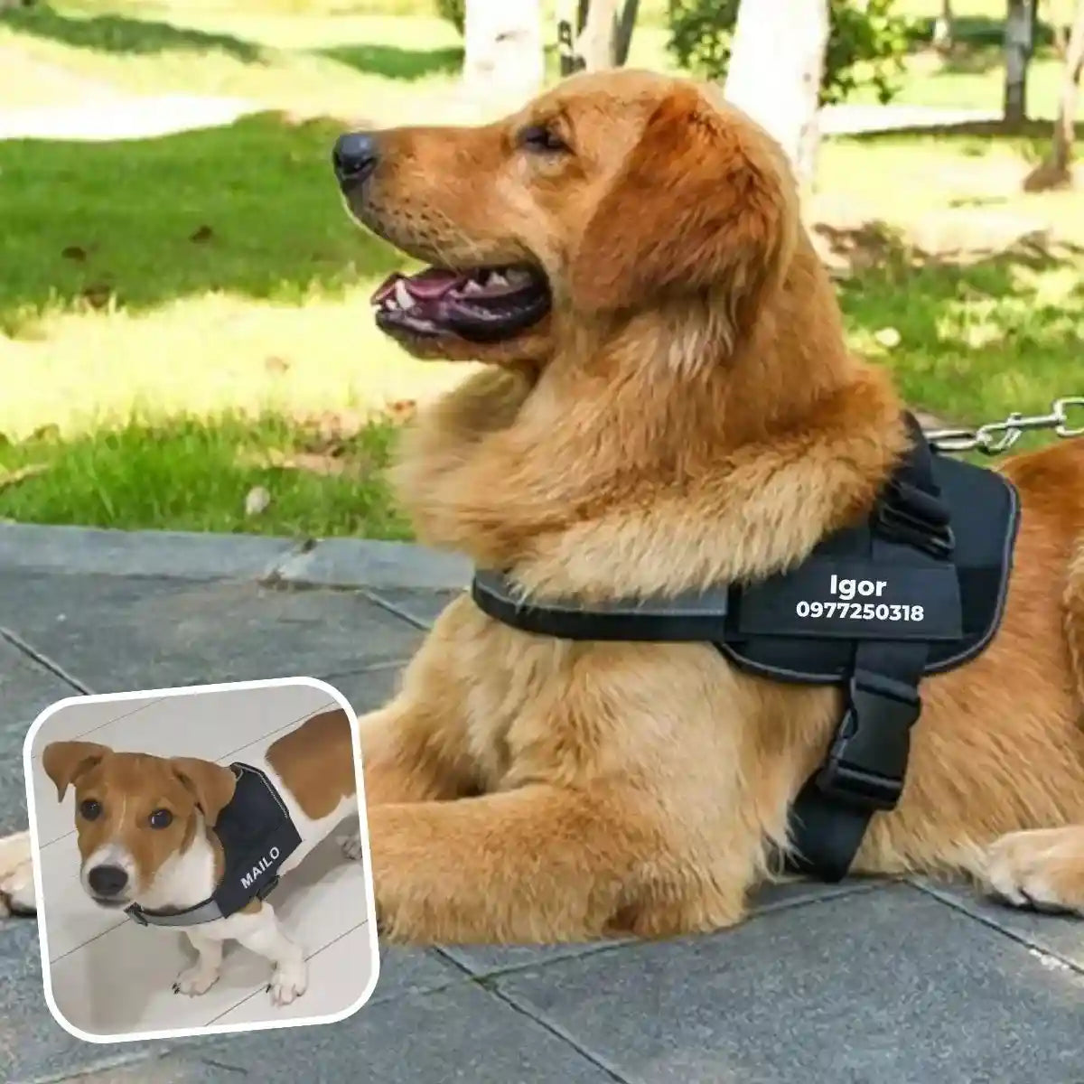 harnais chien personnalisé noir