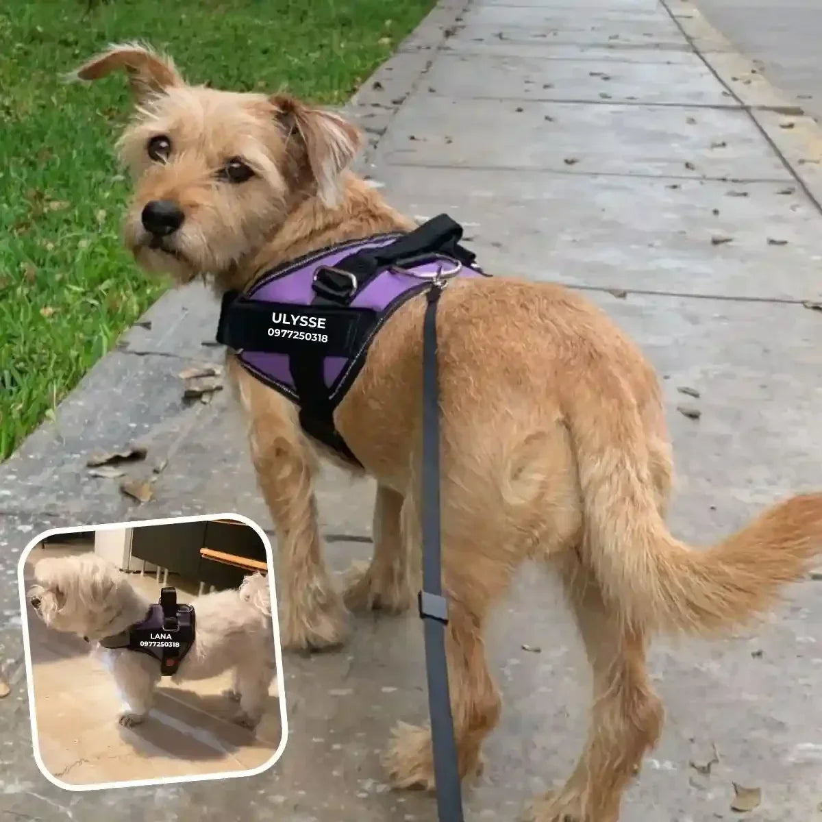 harnais chien personnalisé violet