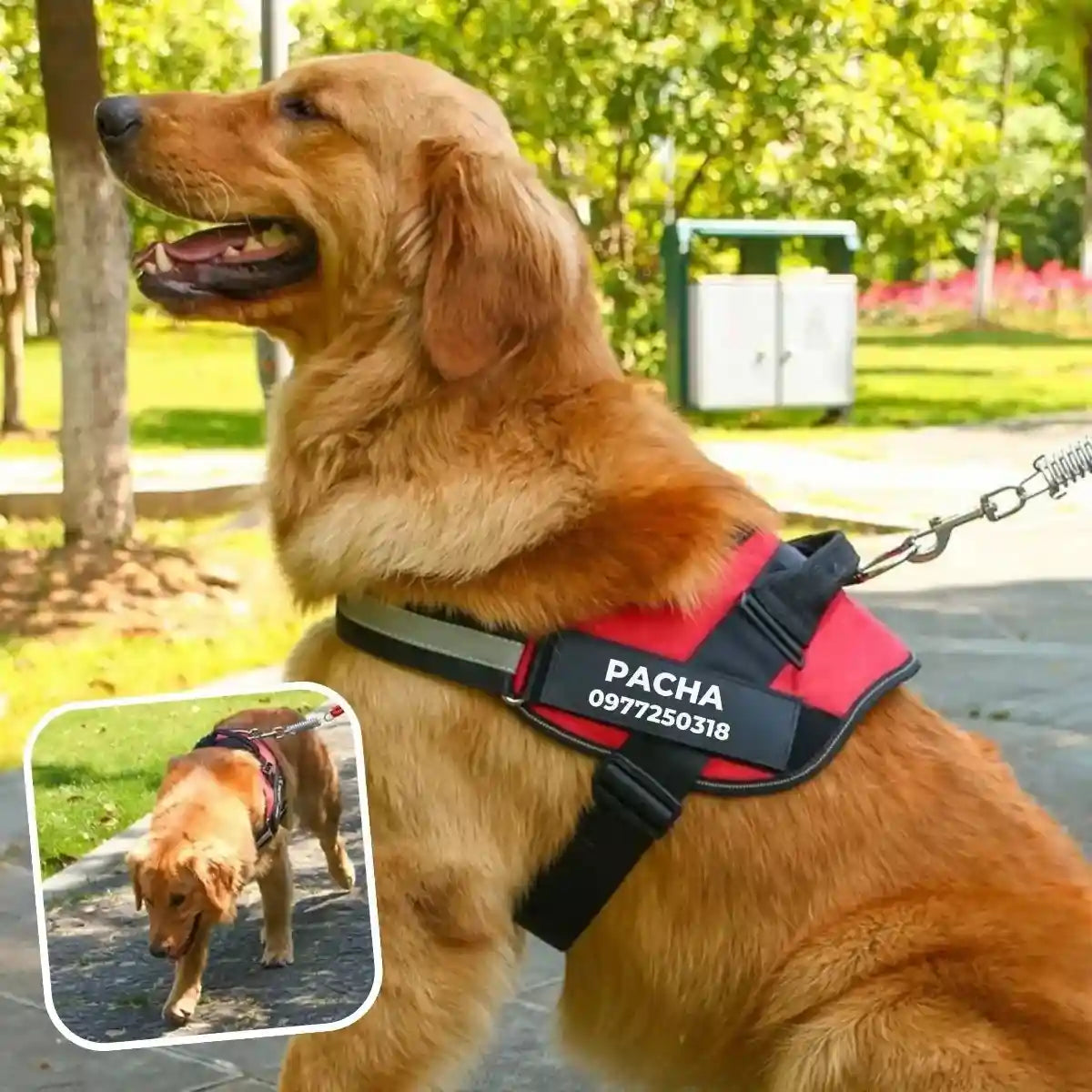 harnais chien personnalisé prénom téléphone