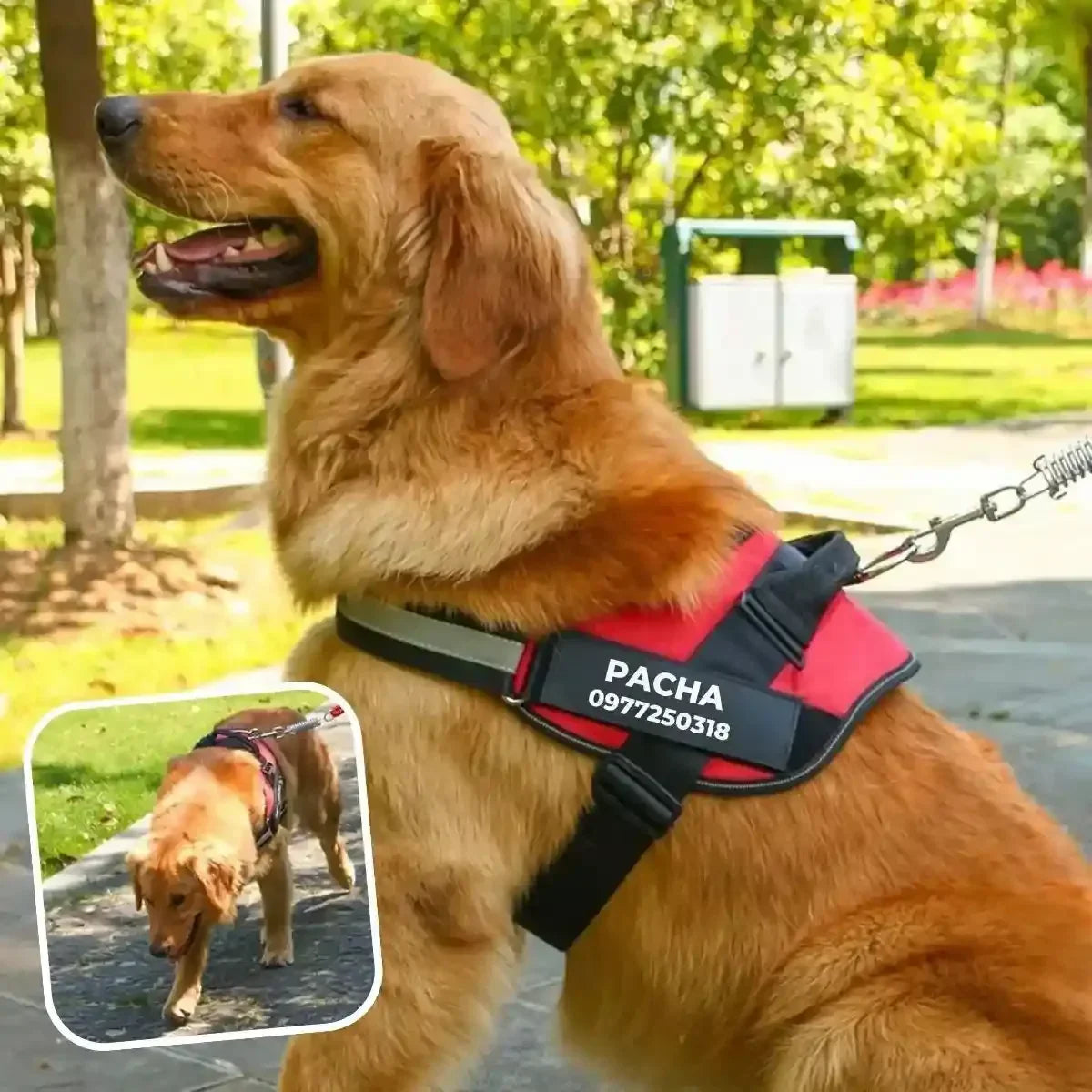 harnais chien personnalisé prénom téléphone