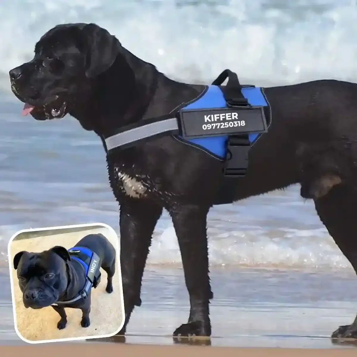 harnais chien personnalisé bleu