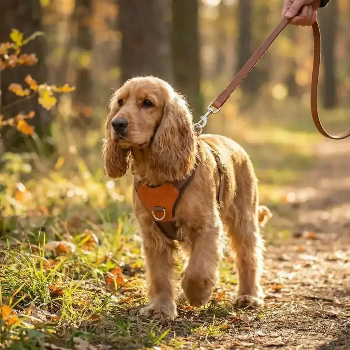 Harnais confortable pour chien en Y marron porté par un chien en extérieur