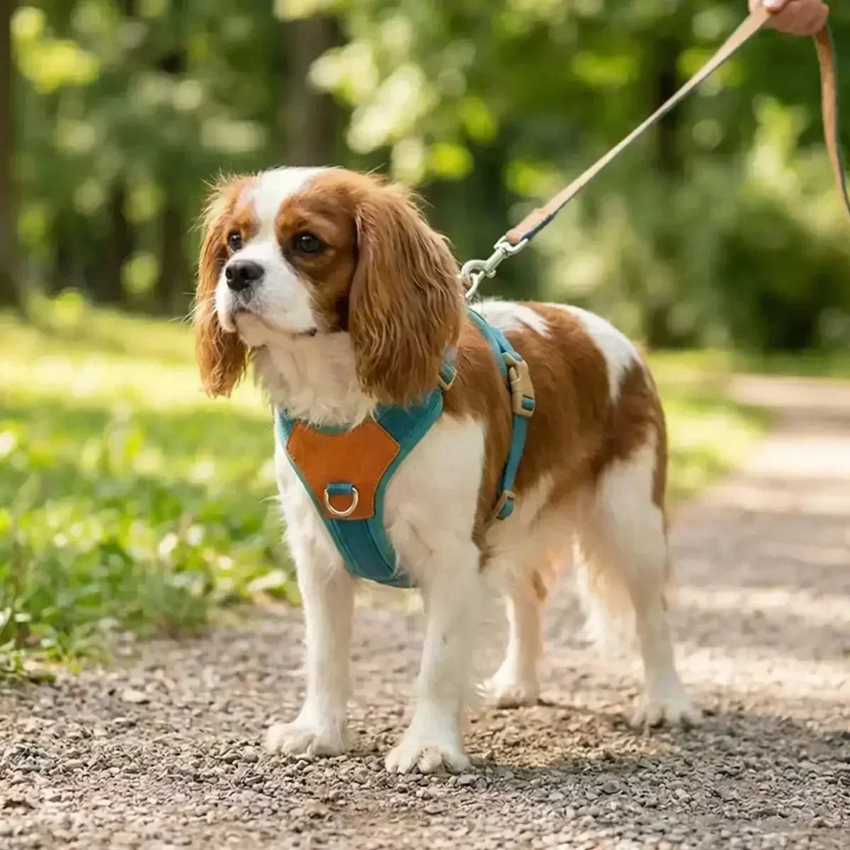 Harnais confortable pour chien en Y turquoise porté par un chien en promenade